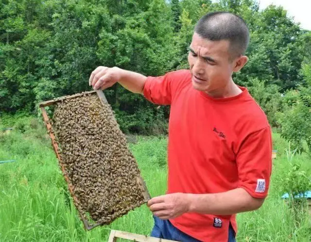 《蜜蜂养殖技术》_蜜蜂养殖技术培训学校_蜜蜂养殖技术视频播放