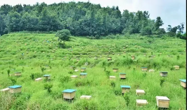 蜜蜂养殖技术视频播放_蜜蜂养殖技术培训学校_《蜜蜂养殖技术》