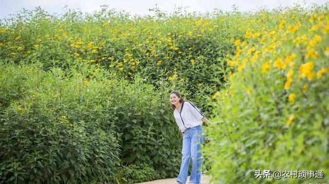 洋姜种植致富_致富种植洋姜好吗_致富种植洋姜怎么样