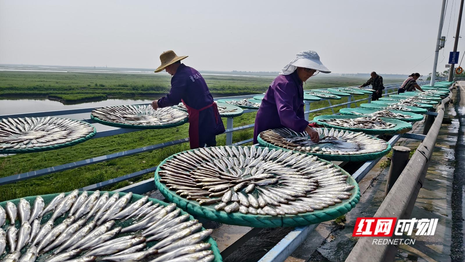 江苏鳜鱼价格_江苏省鳜鱼养殖致富经_江苏那里养植桂鱼