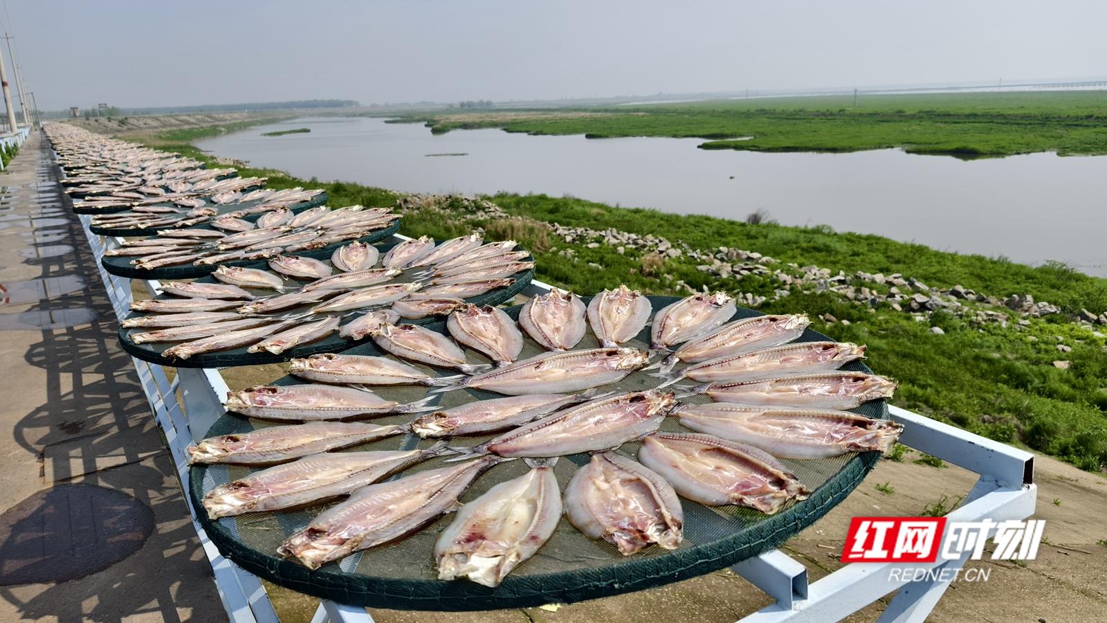 江苏省鳜鱼养殖致富经_江苏那里养植桂鱼_江苏鳜鱼价格