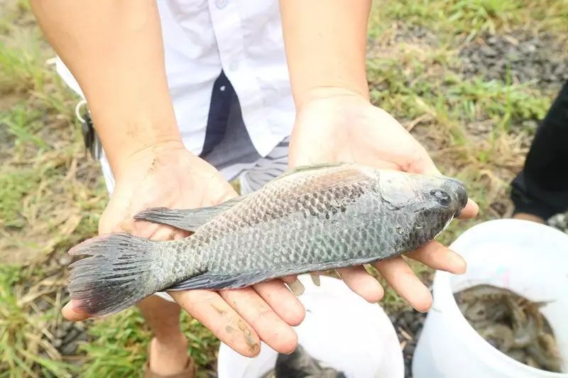 致富海南养殖罗非鱼视频_海南罗非鱼养殖致富_致富海南养殖罗非鱼怎么样