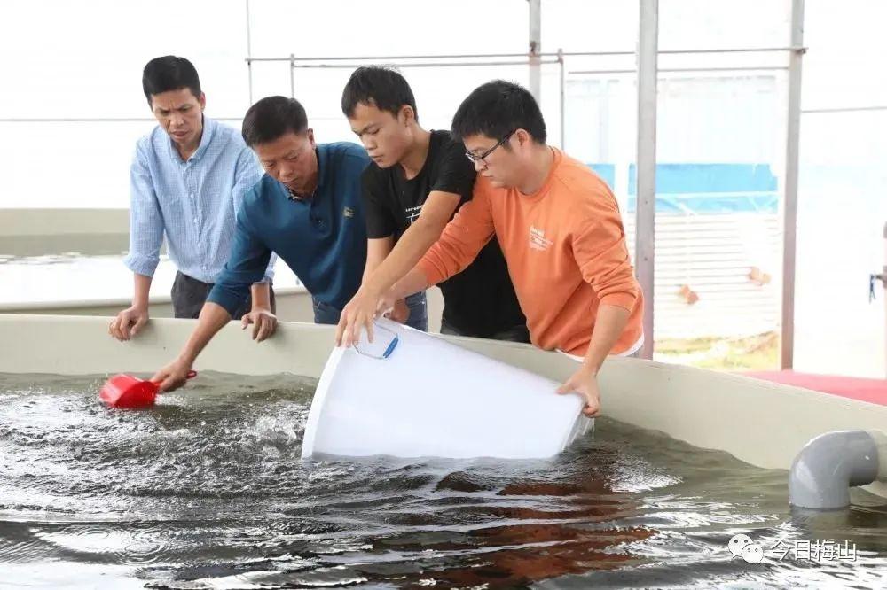 江苏省鳜鱼养殖致富经_江苏鳜鱼工厂化养殖视频_江苏那里养植桂鱼