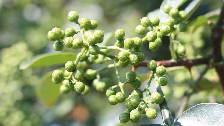 农村致富项目种植_10亩地农业种植致富项目_农民致富种植项目