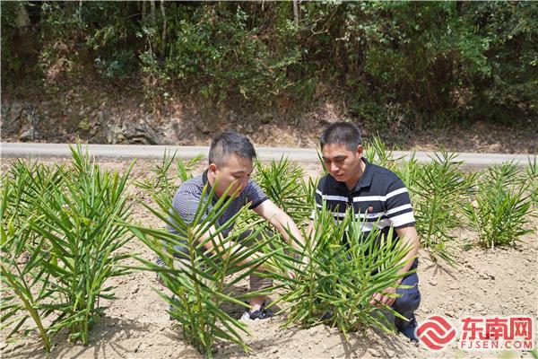 三明泰宁：致富能手当上了村支书