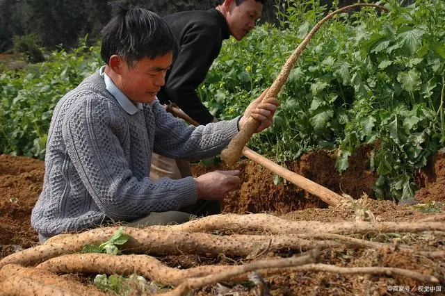 四川山药种植_西昌山药种植新技术_山药新型种植栽培技术