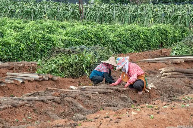 西昌山药种植新技术_四川山药种植_山药新型种植栽培技术