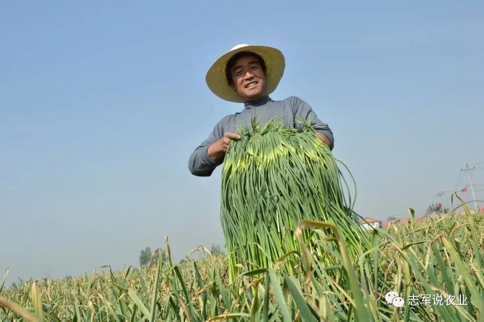 大蒜种植技术和管理视频播放_种植大蒜的技术视频播放_大蒜种植视频教学