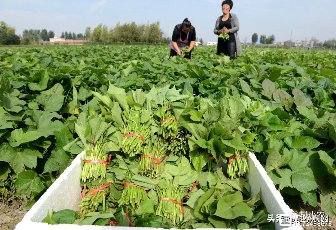 致富经创业项目农村种植业_种植致富业_农村致富经种植技术