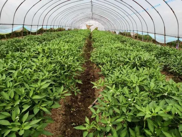 农村致富经种植技术_农村致富新项目种植业_种植致富农村项目大全