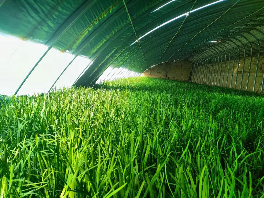 湖北农村种什么赚钱_湖北农民连片种植致富_湖北农村种植什么不愁销路