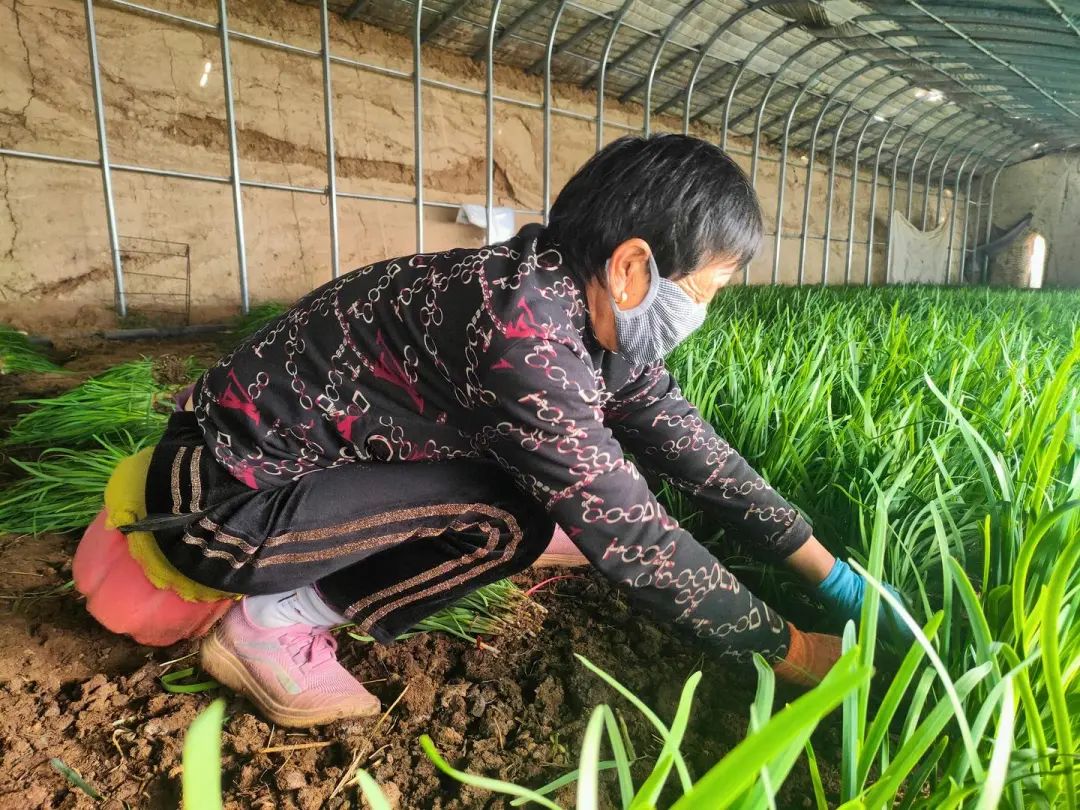 湖北农民连片种植致富_湖北农村种植什么不愁销路_湖北农村种什么赚钱