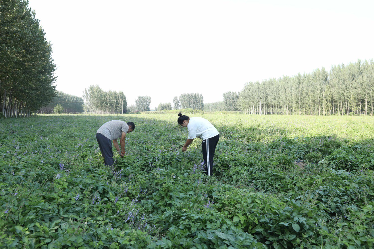 图为在香河县渠口镇丹参种植基地，村民正在给丹参掐尖。（陈宏儒摄）