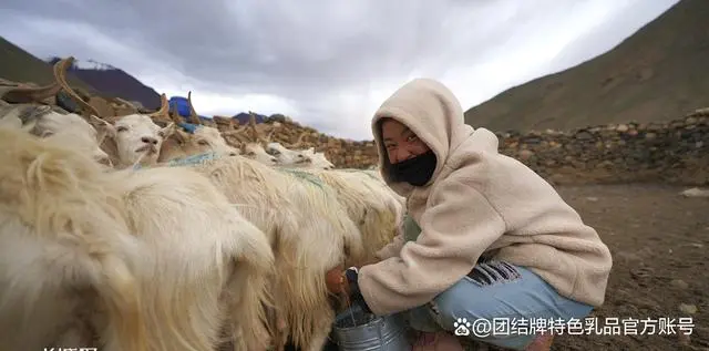 新疆山羊产奶量_新疆奶山羊多少钱一只_新疆奶山羊的养殖技术