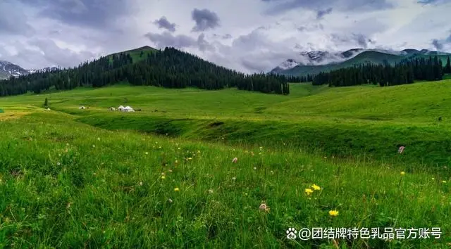 新疆山羊产奶量_新疆奶山羊的养殖技术_新疆奶山羊多少钱一只