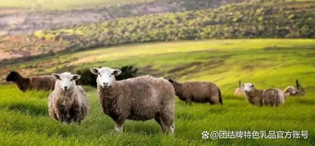 新疆奶山羊多少钱一只_新疆山羊产奶量_新疆奶山羊的养殖技术