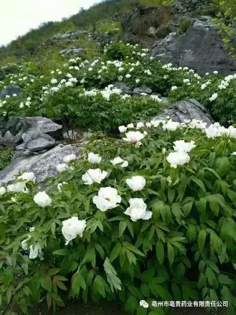 山西哪里盛产苍术_山西苍术种植基地_山西苍术种植致富