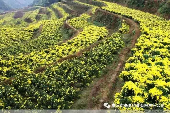 山西苍术种植基地_山西哪里盛产苍术_山西苍术种植致富