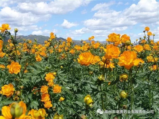 山西苍术种植致富_山西苍术种植基地_山西哪里盛产苍术