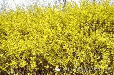 山西哪里盛产苍术_山西苍术种植基地_山西苍术种植致富