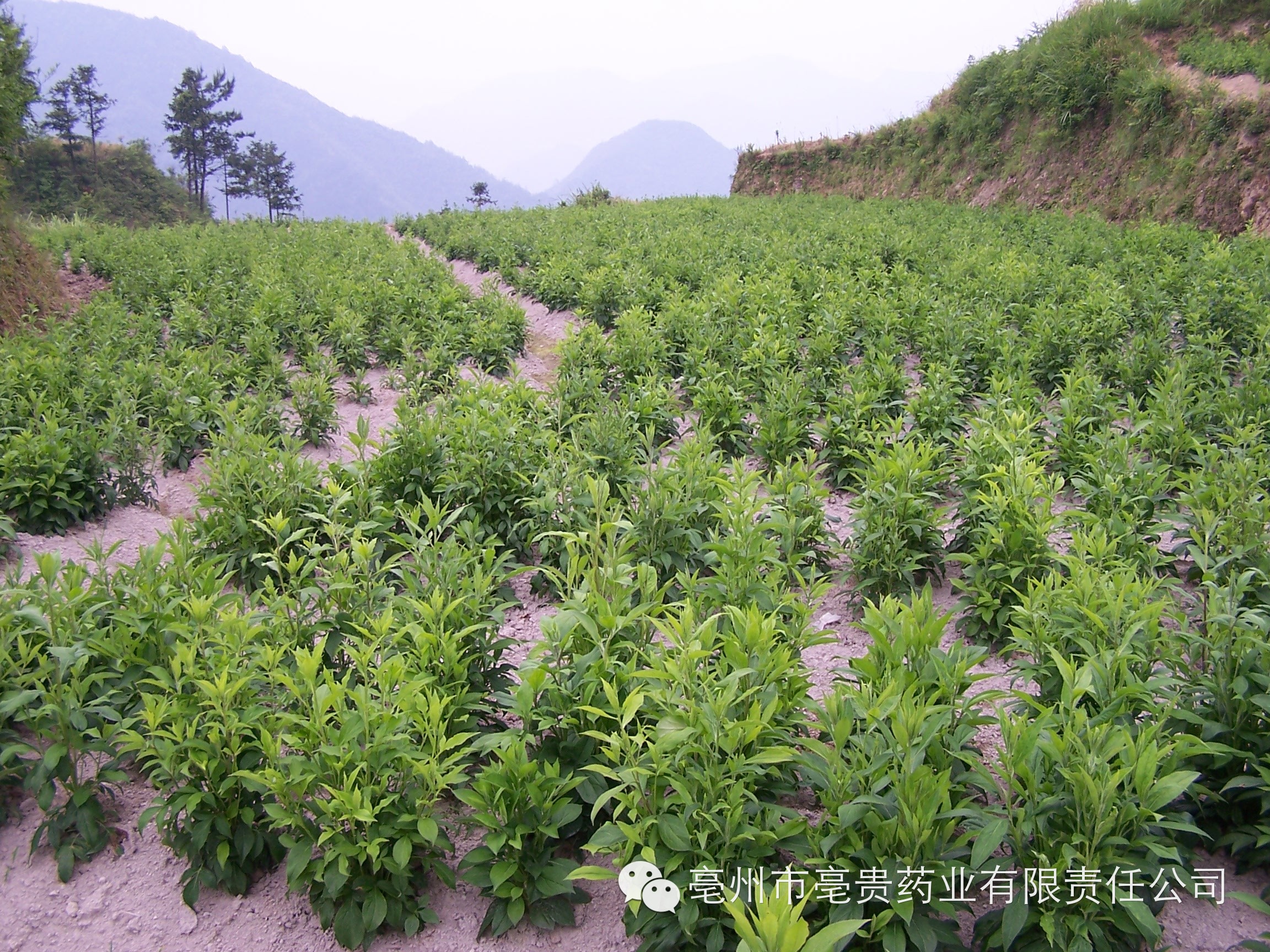 山西苍术种植致富_山西苍术种植基地_山西哪里盛产苍术