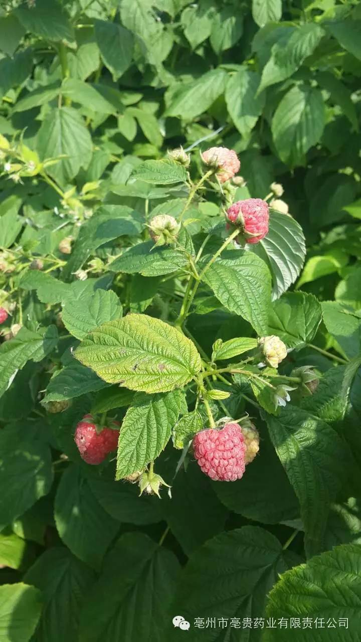 山西哪里盛产苍术_山西苍术种植基地_山西苍术种植致富