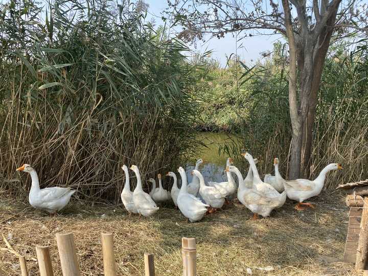 每日农经致富经百子鹅_养鹅致富经视频_养鹅致富案例