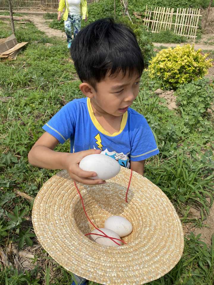 养鹅致富经视频_每日农经致富经百子鹅_养鹅致富案例