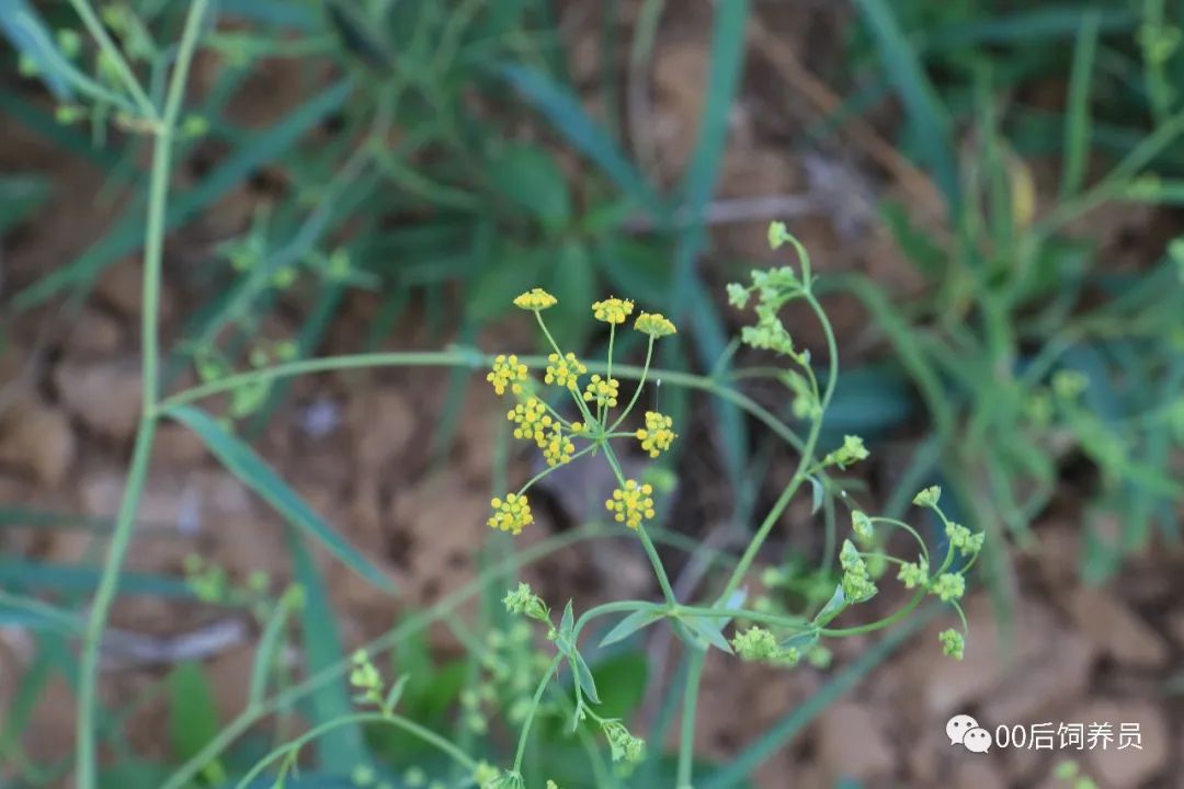 三农:药材种植，听说这几种药材需求很量大？