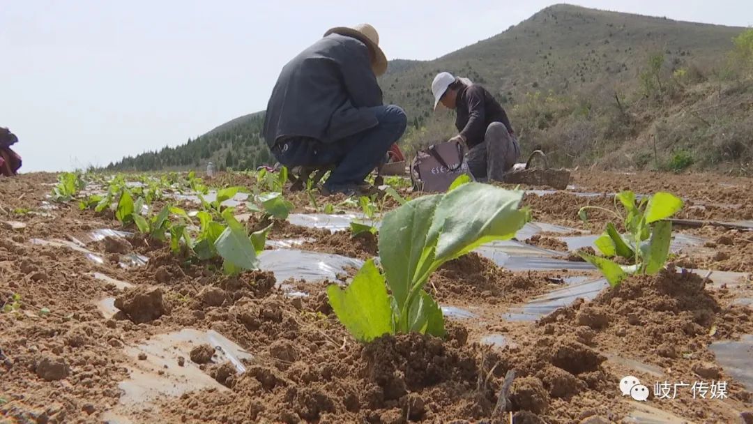 山西苍术种植基地_山西哪里盛产苍术_山西苍术种植致富