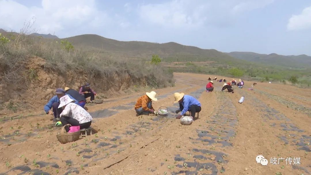 山西苍术种植致富_山西哪里盛产苍术_山西苍术种植基地