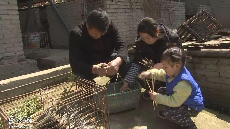 从门外汉到专家，岳西男子养殖豪猪年销售额近百万元