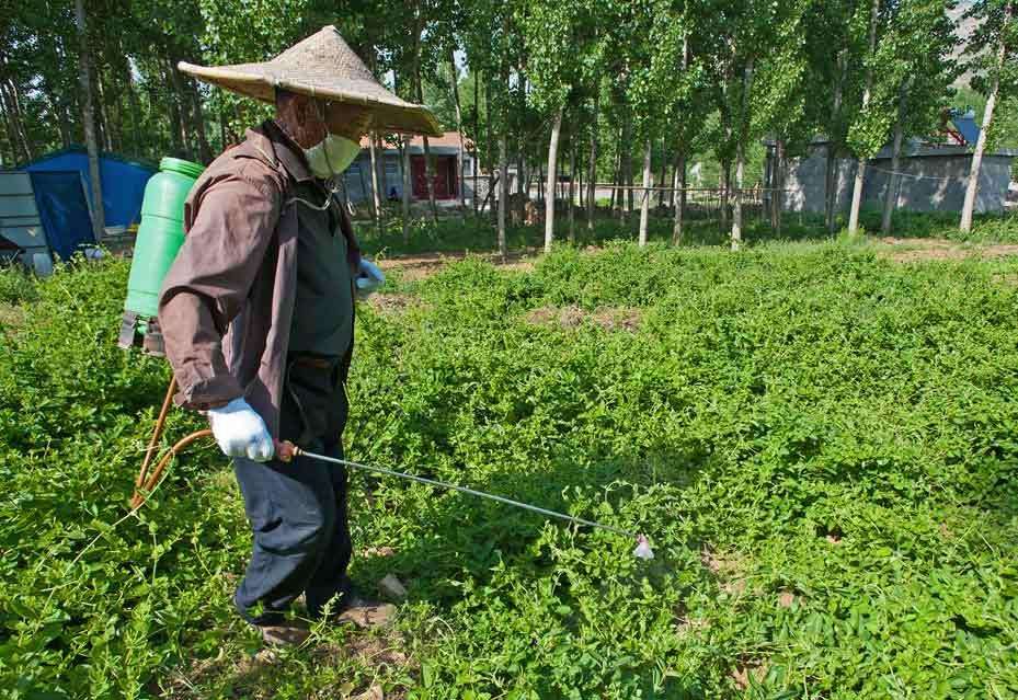 中草药栽培前景_未来中药材种植前景_中药种植技术和前景