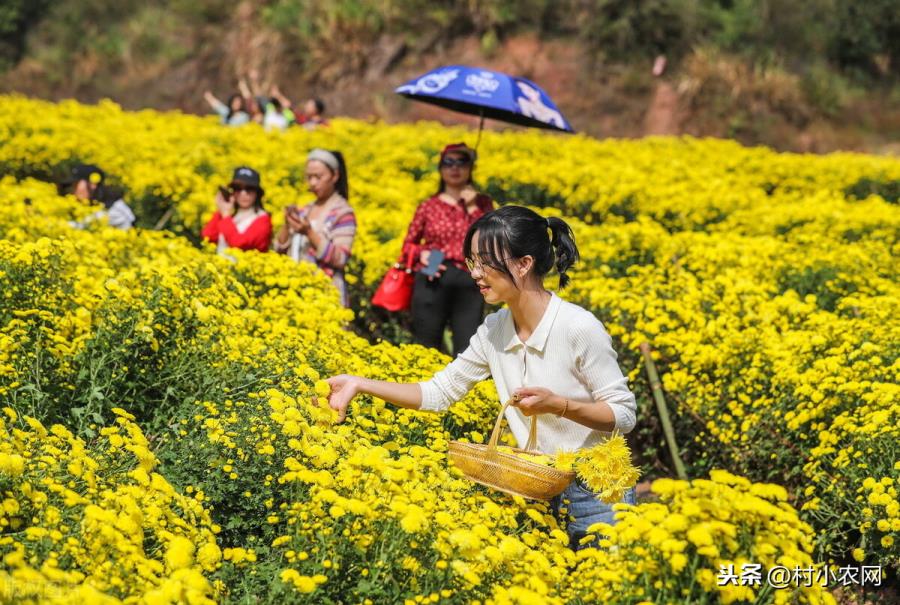 农村种植什么最赚钱（种植致富6个好项目）