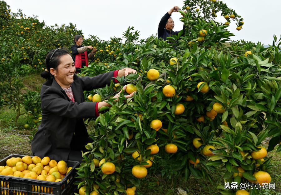 农村种植什么最赚钱（种植致富6个好项目）