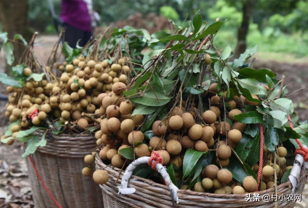 农村种植什么最赚钱（种植致富6个好项目）