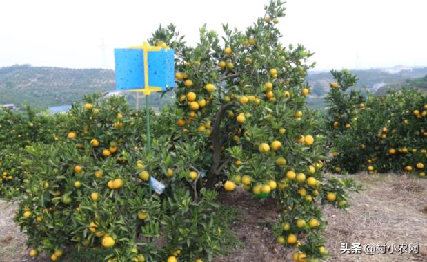 农村种植什么最赚钱（种植致富6个好项目）