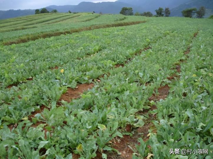 农村种植什么最赚钱（种植致富6个好项目）