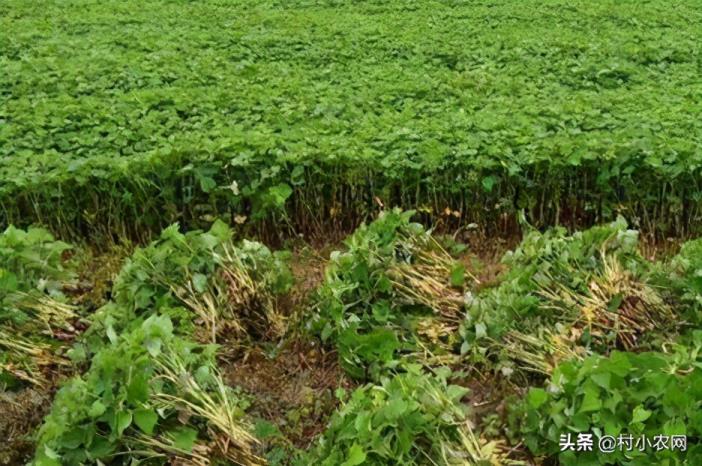 农村种植什么最赚钱（种植致富6个好项目）