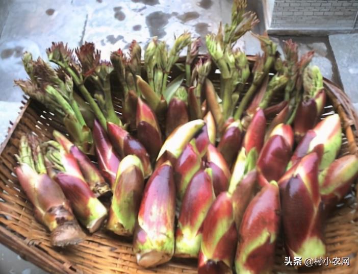 农村种植什么最赚钱（种植致富6个好项目）