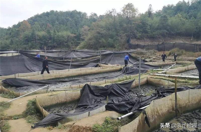 致富经刺猬养殖_养殖刺猬致富骗局_致富经刺猬养殖视频播放