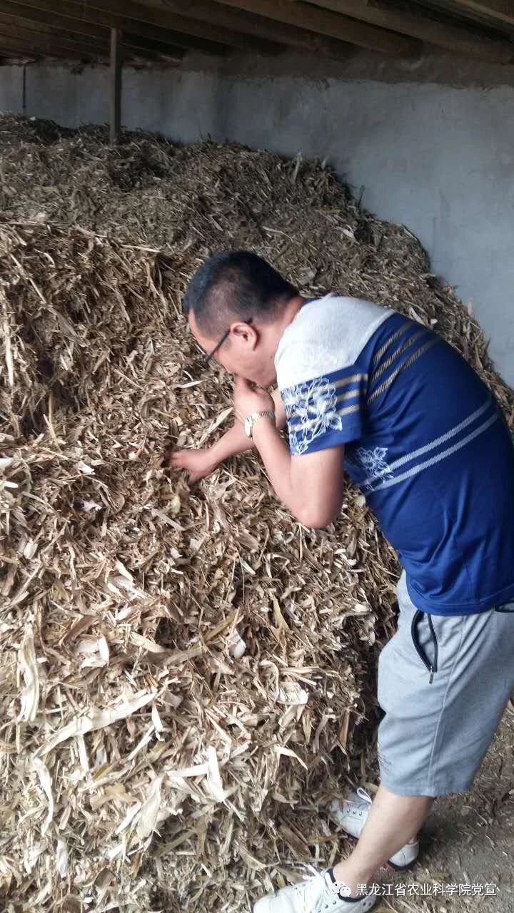 红小豆高产种植技术_高产种植小豆红技术要点_高产种植小豆红技术要求