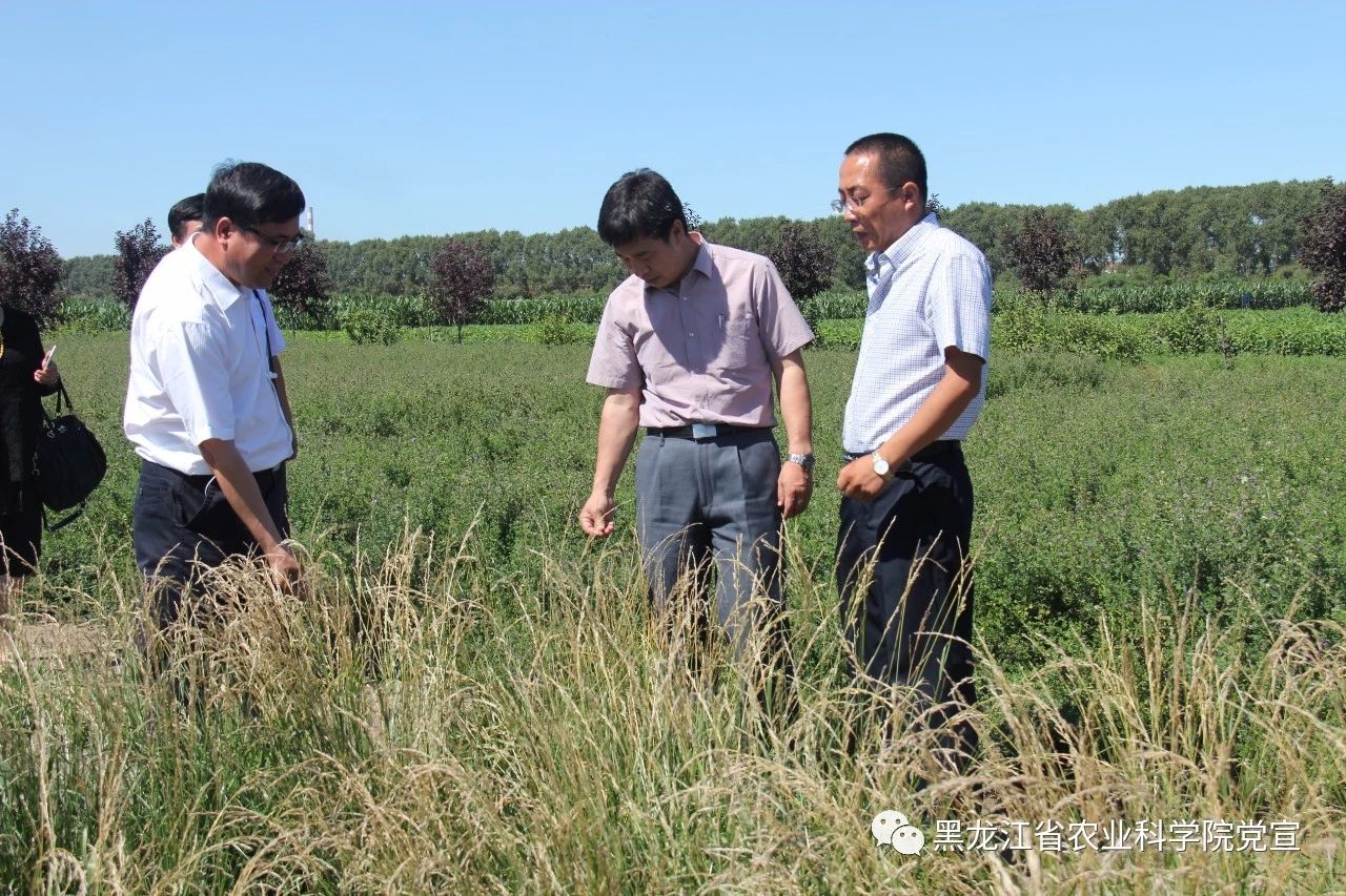 红小豆高产种植技术_高产种植小豆红技术要求_高产种植小豆红技术要点