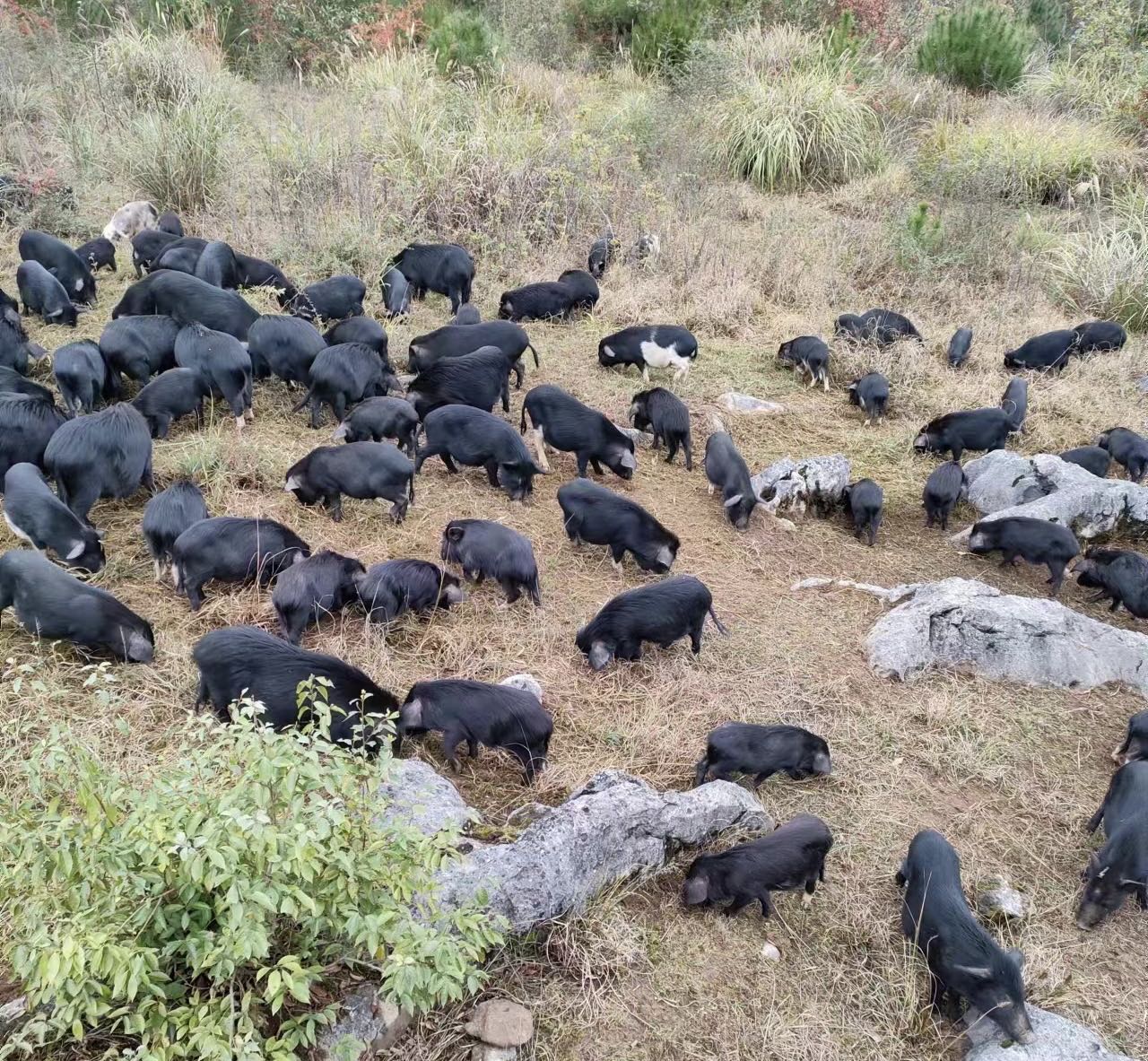 永温镇：林下养殖藏香猪，走出特色致富路