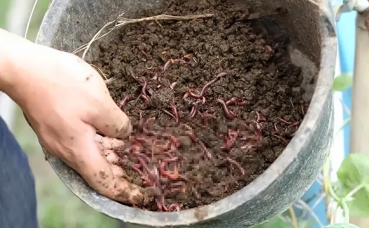 蚯蚓人工养殖技术视频01_养殖蚯蚓人工技术视频_蚯蚓人工养殖技术