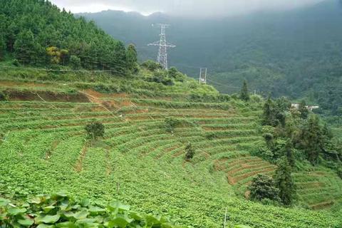 2019年种植业前景分析-选种什么品种为好？