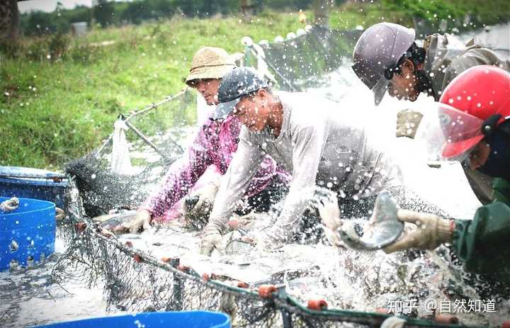 挪威养殖致富视频_挪威海上养殖场_挪威水产养殖