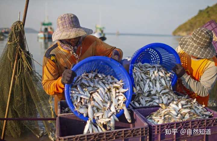 挪威海上养殖场_挪威水产养殖_挪威养殖致富视频