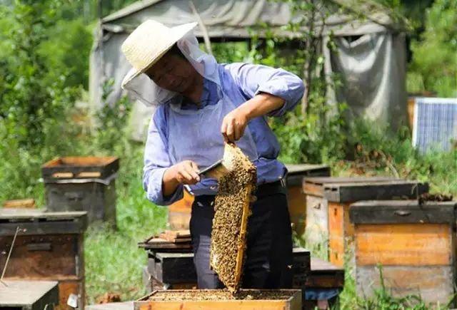 奇怪蜂蜜_奇特蜂蜜养殖技术与管理_奇特蜂蜜养殖技术