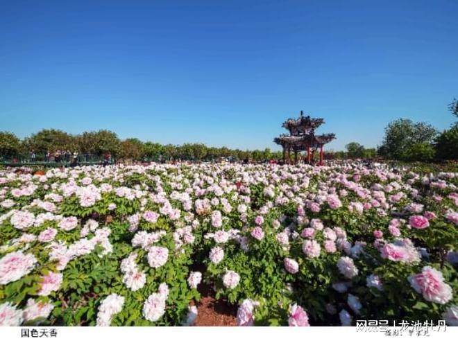 龙池牡丹4000亩观赏+油用牡丹种植基地，打造农业现代化典范